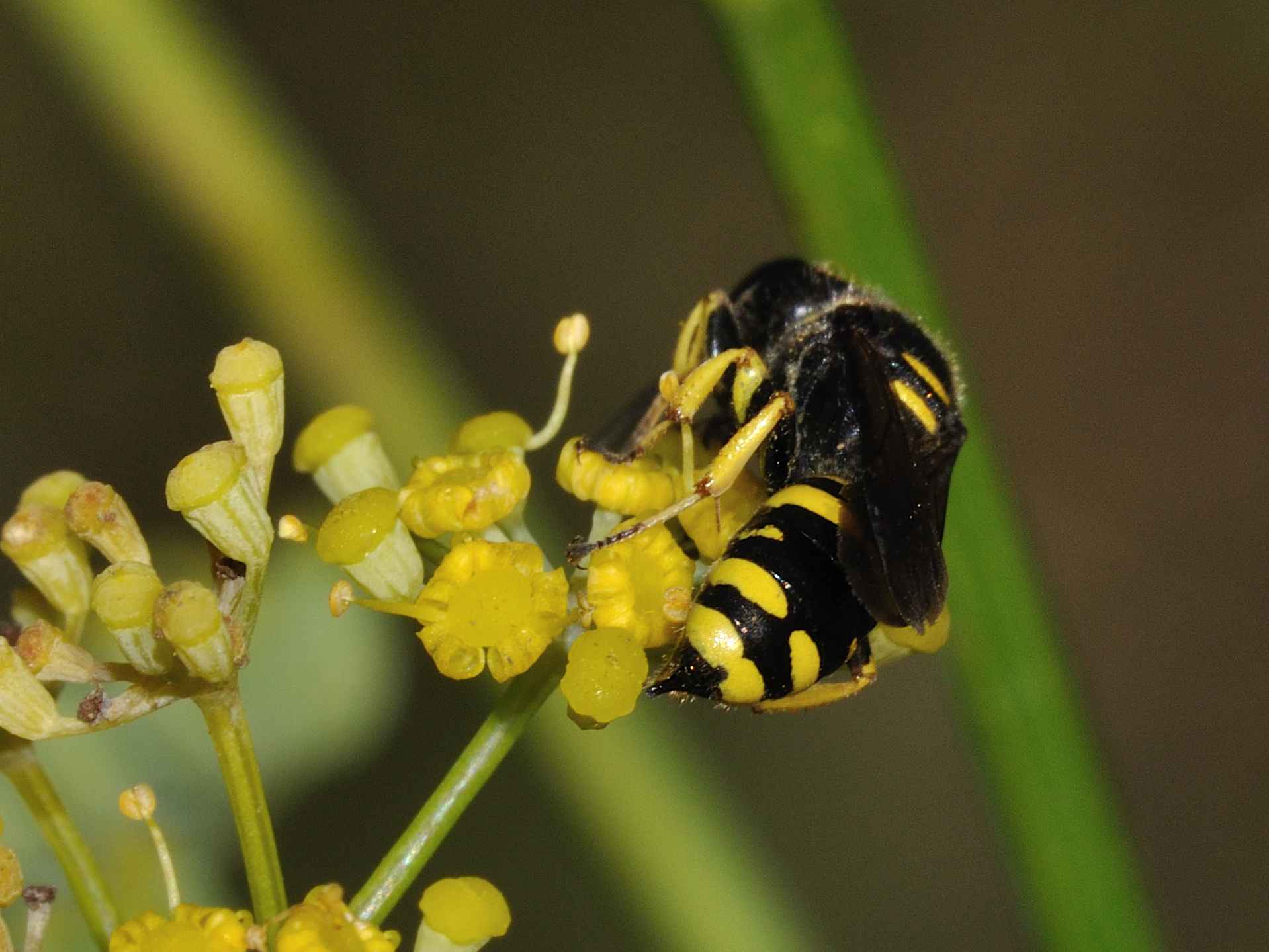 Hymenoptera - Cabronidae - Ectemnius sp?